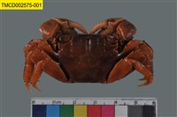 藏品(斑點擬相手蟹)的圖片